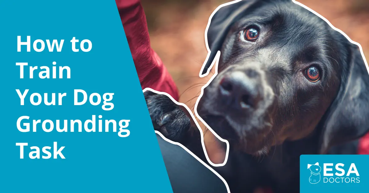 How to Train Your Dog for Grounding Tasks
