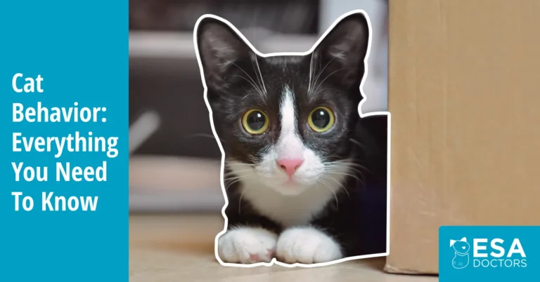 Cat Behavior Guide: Understanding, Supporting, and Modifying Feline Behavior