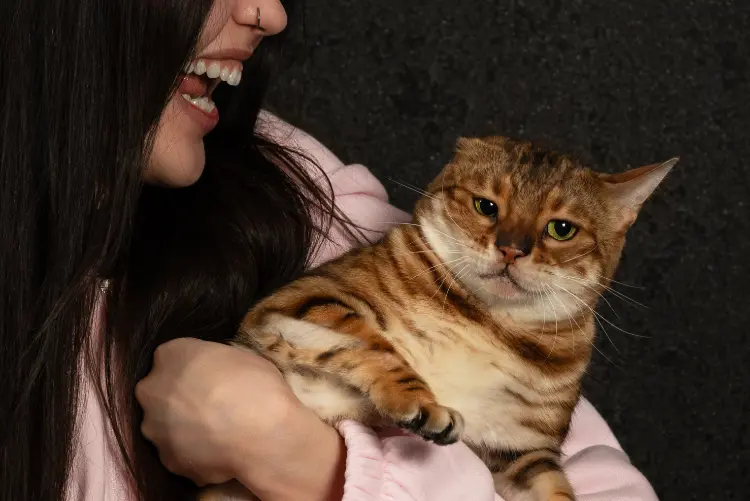 Cat showing behaviour of annoyance