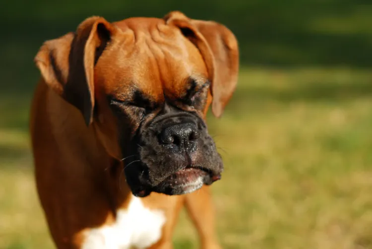 Dog sneezing due to a mild allergic reaction