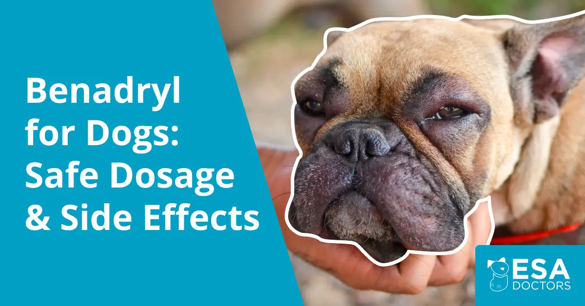 Can I give my dog Benadryl?