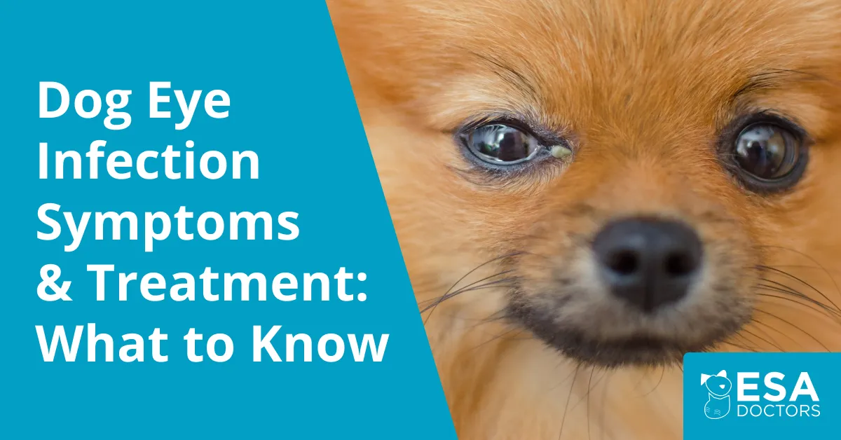 Dog Eye Infection: Causes and Treatment