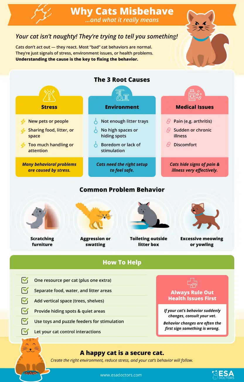 Why Cats Misbehave and what it really means