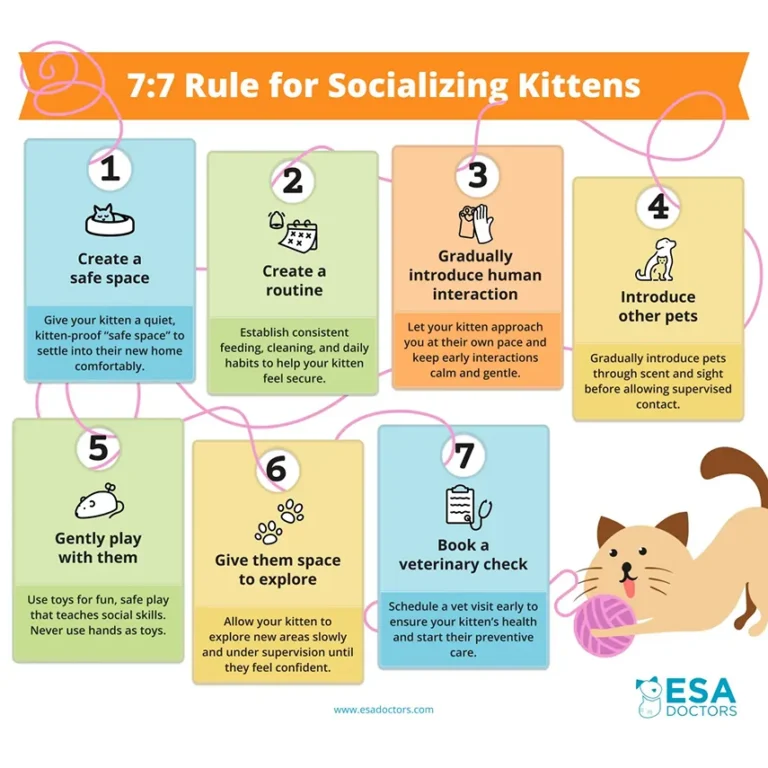 7:7 Rule for Socializing Kittens
