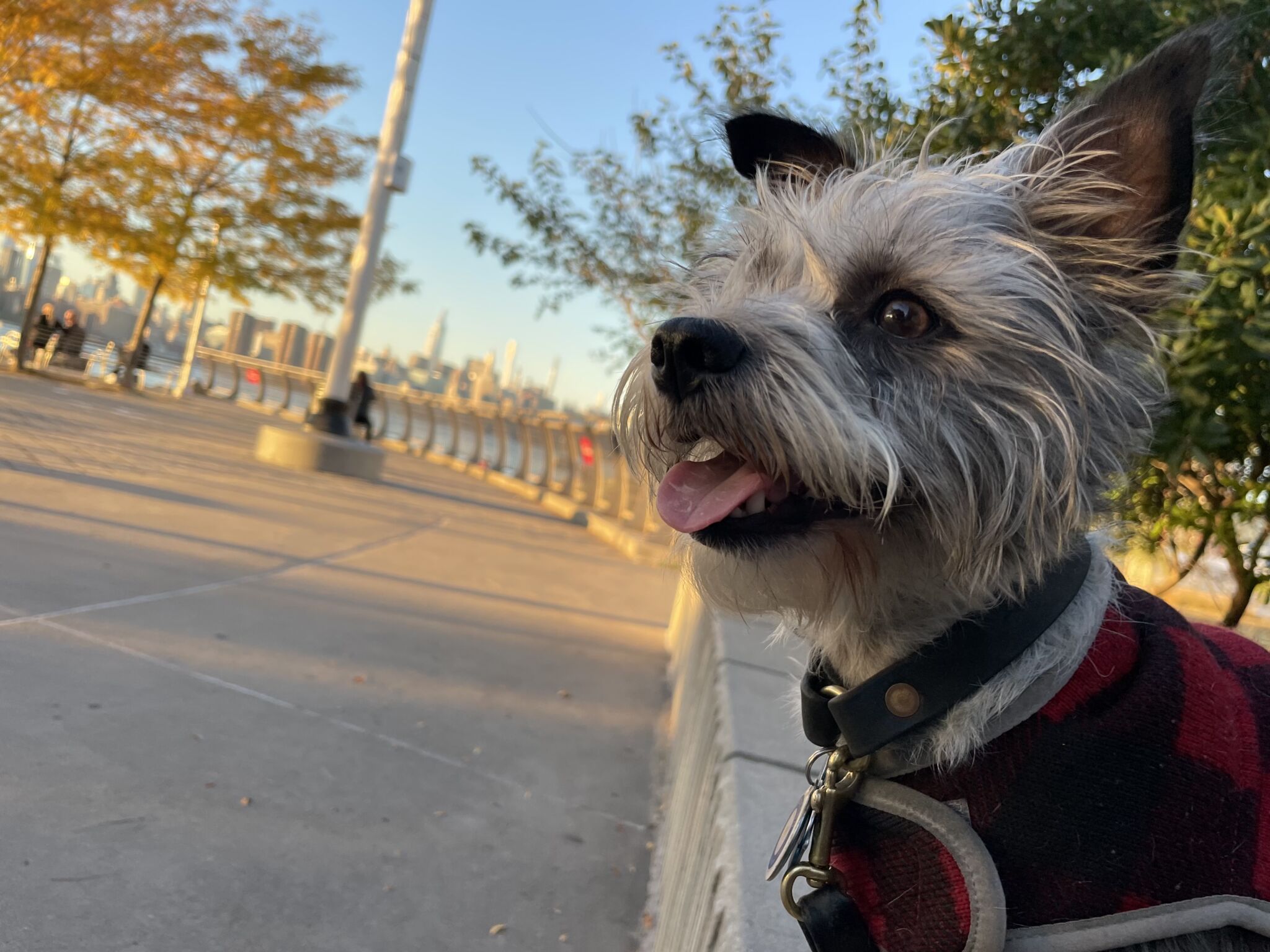 How to Get an ESA Letter (1 min read) - ESA Doctors