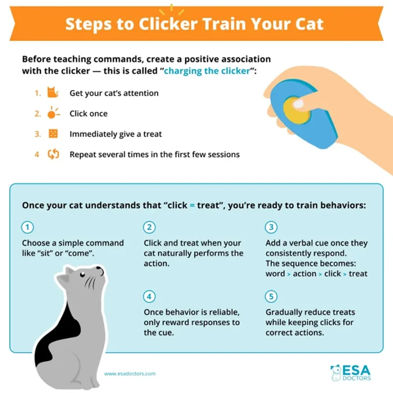 How to Clicker Train Your Cat