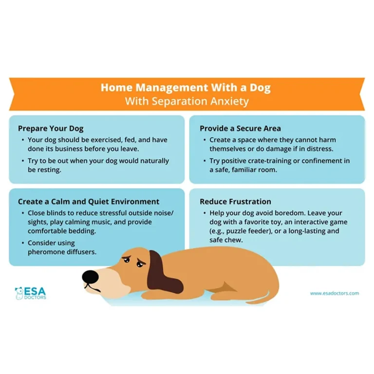 How to Help a Dog With Separation Anxiety