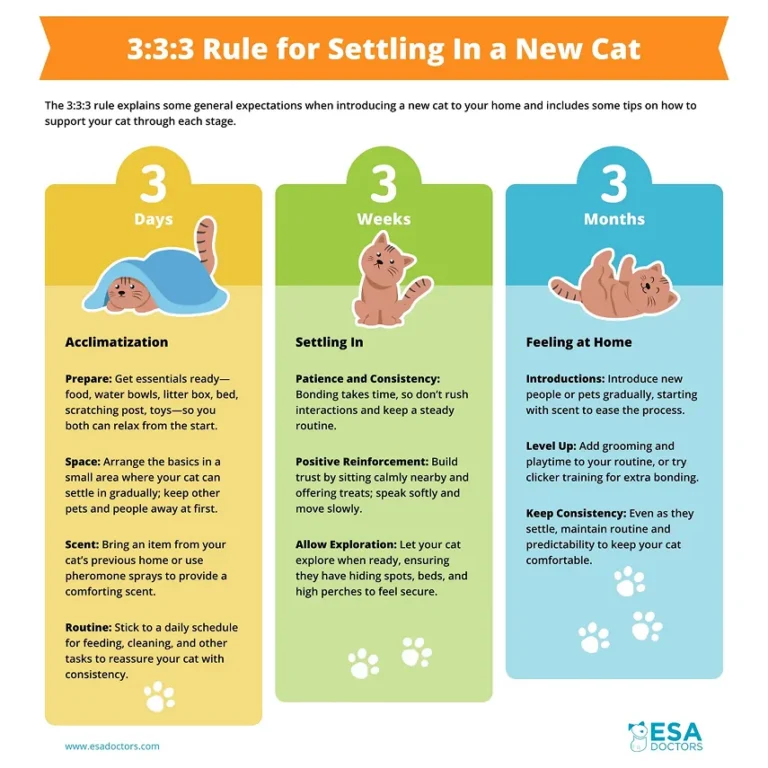 The 3:3:3 Rule for Settling in a New Cat