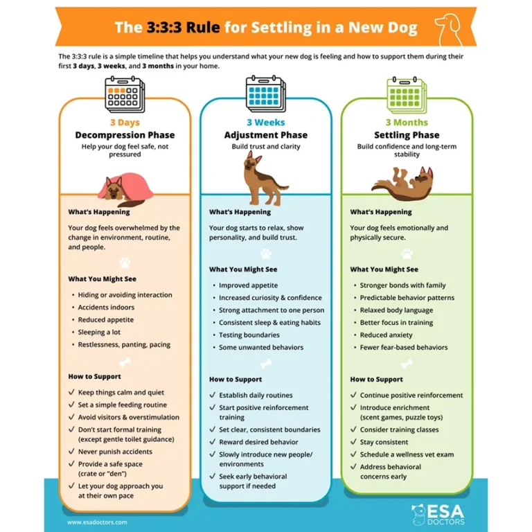 The 3:3:3 Rule for Settling in a New Dog