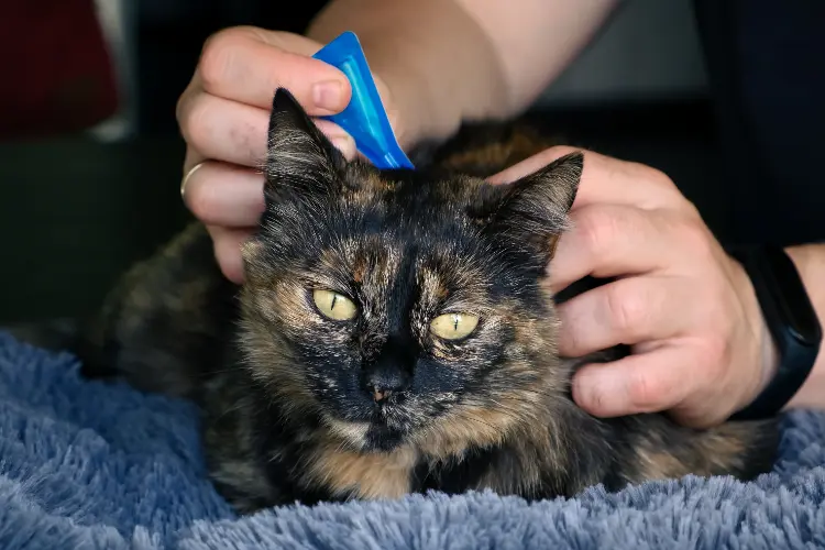Cat getting a flea treatment medication
