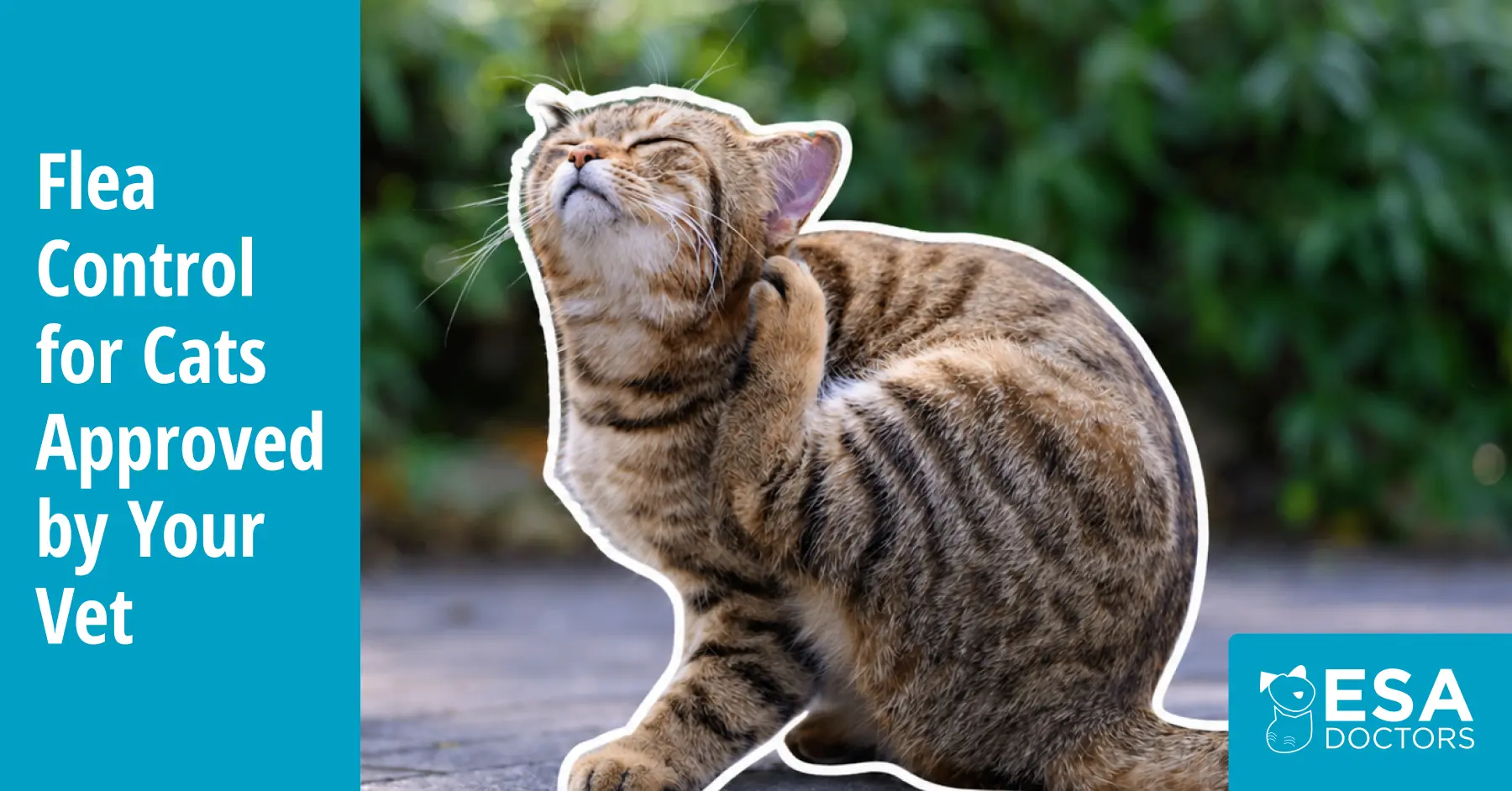 Flea Treatments for Cats