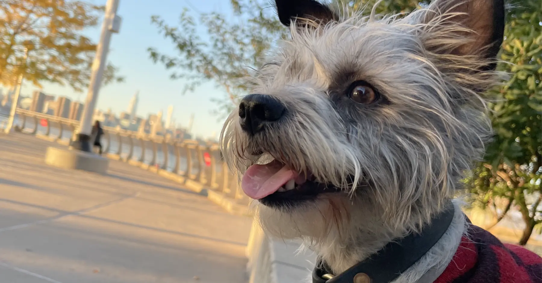 How to Get an ESA Letter (1 min read)