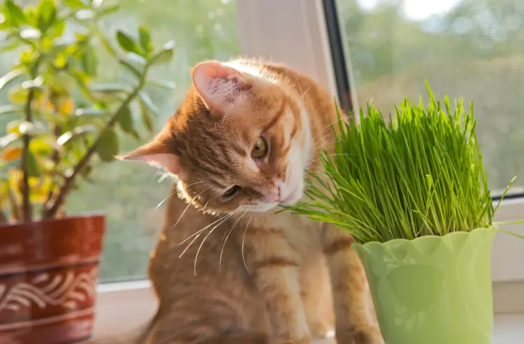 Indoor cat nipping on non-toxic cat grass.
