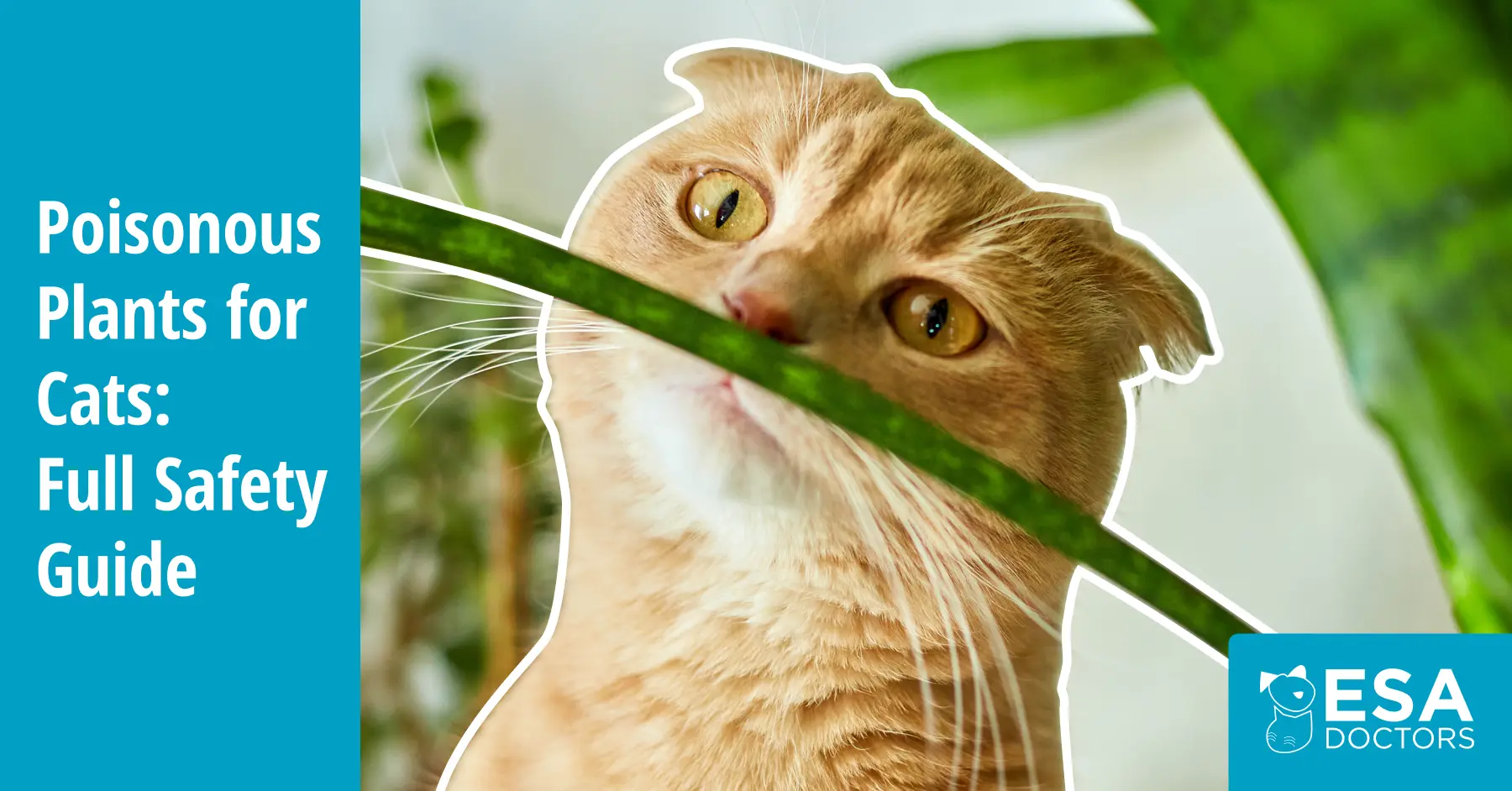 Poisonous Plants for Cats: What Every Pet Owner Should Know