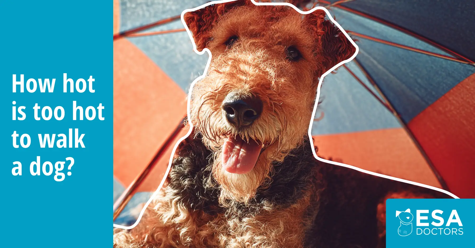 When is it too hot to walk your dog?