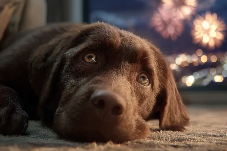 Types of Music that Calms Dogs 