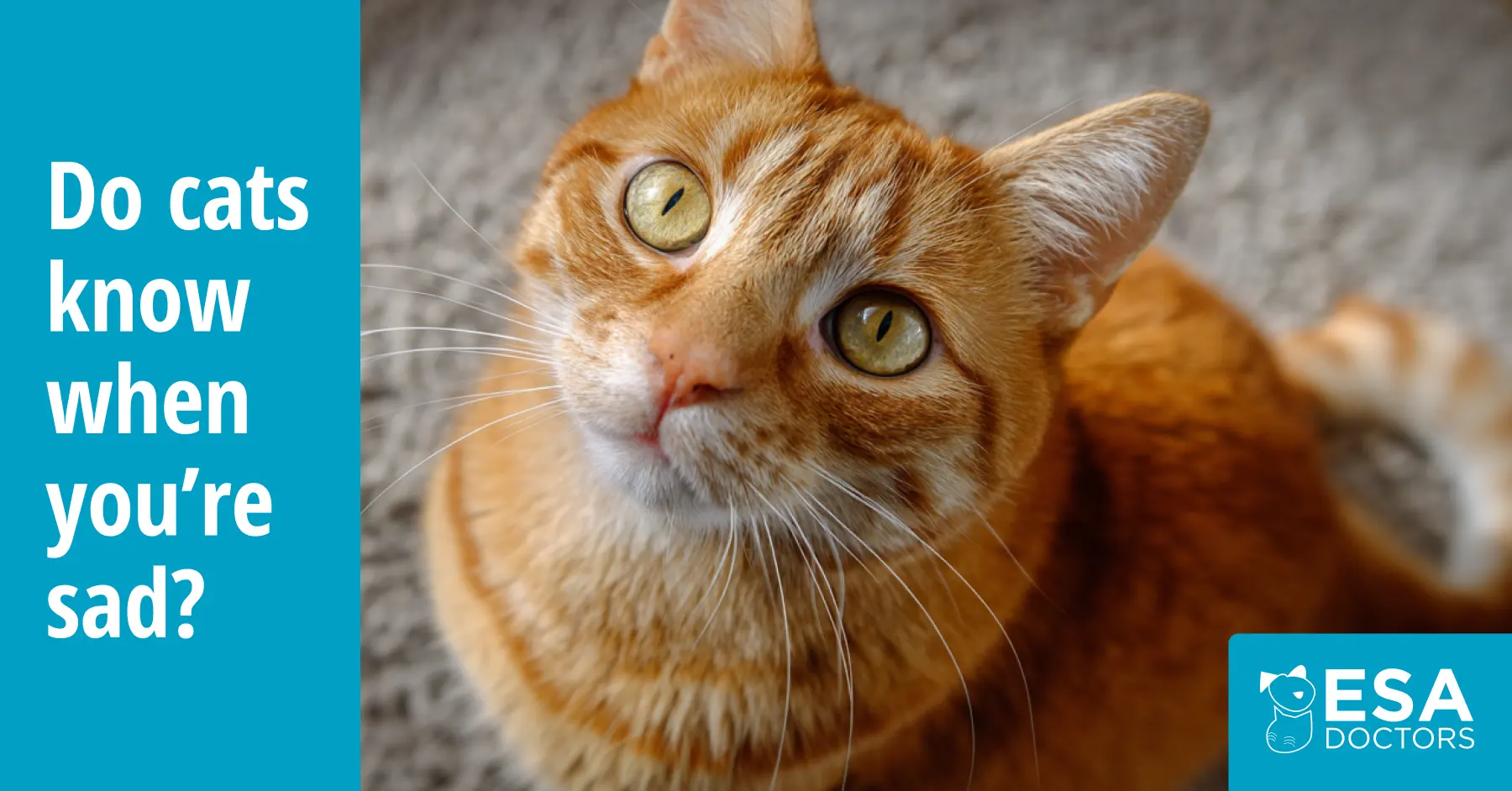 Can Cats Sense Sadness?