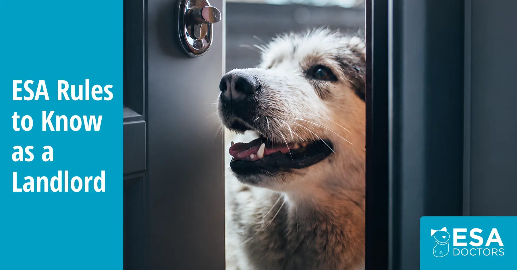 A Landlord’s Guide to Emotional Support Animals
