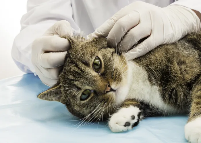 A veterinarian checking a cat for possible ear mites
