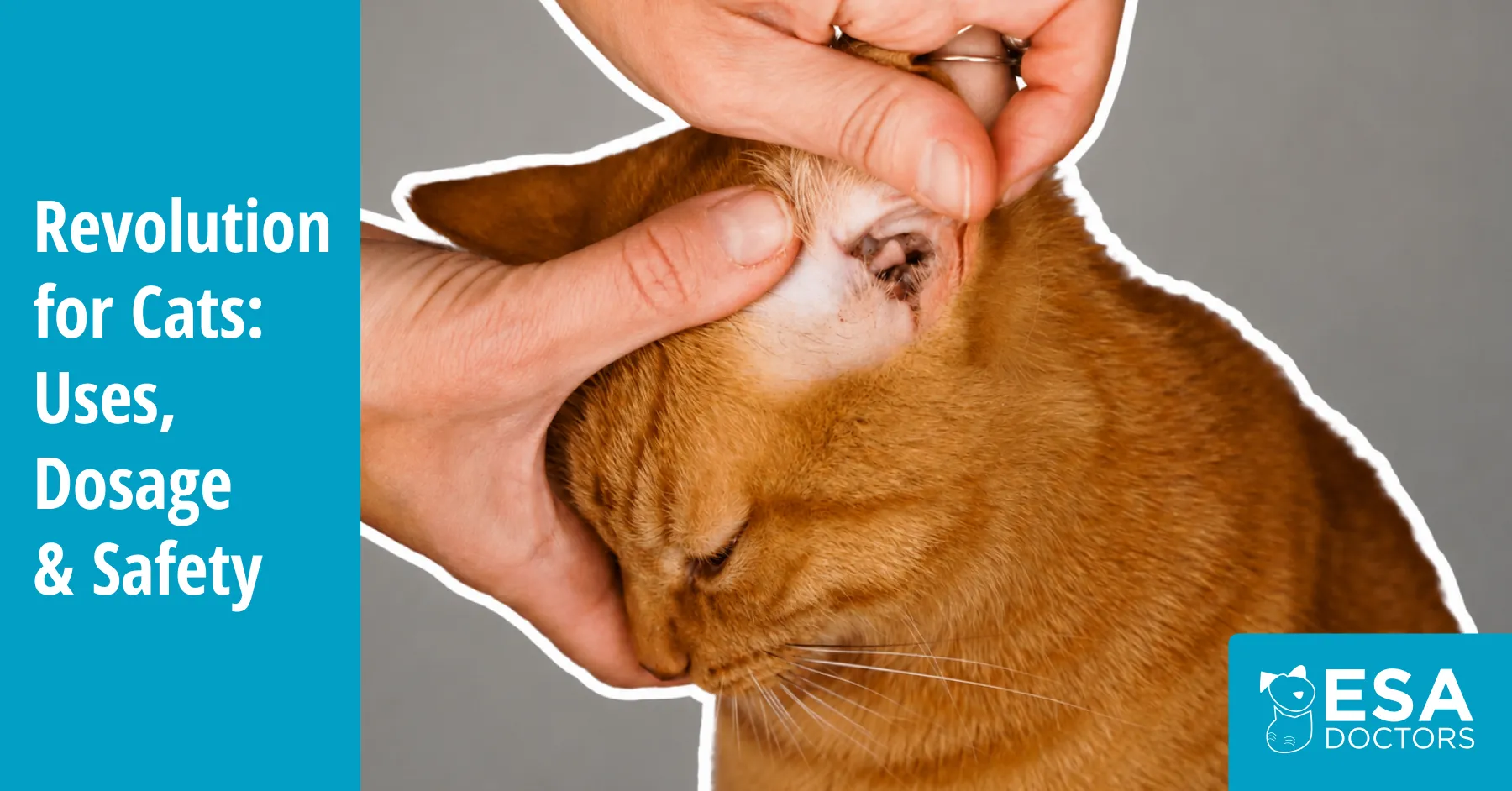 Revolution for Cats: Uses, Dosage, Safety, and Side Effects