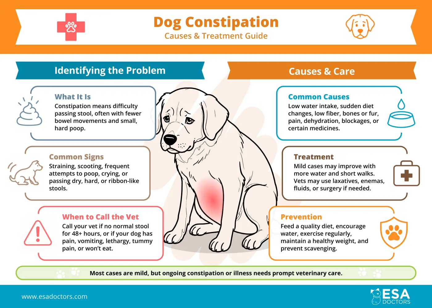Dog Constipation: Causes and Treatment