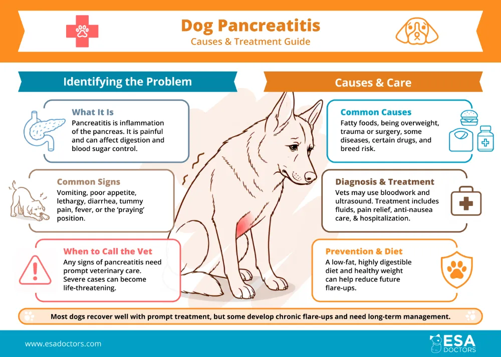 Pancreatitis in Dogs: Causes and Treatment