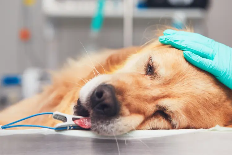 Dog with pancreatitis in the hospital