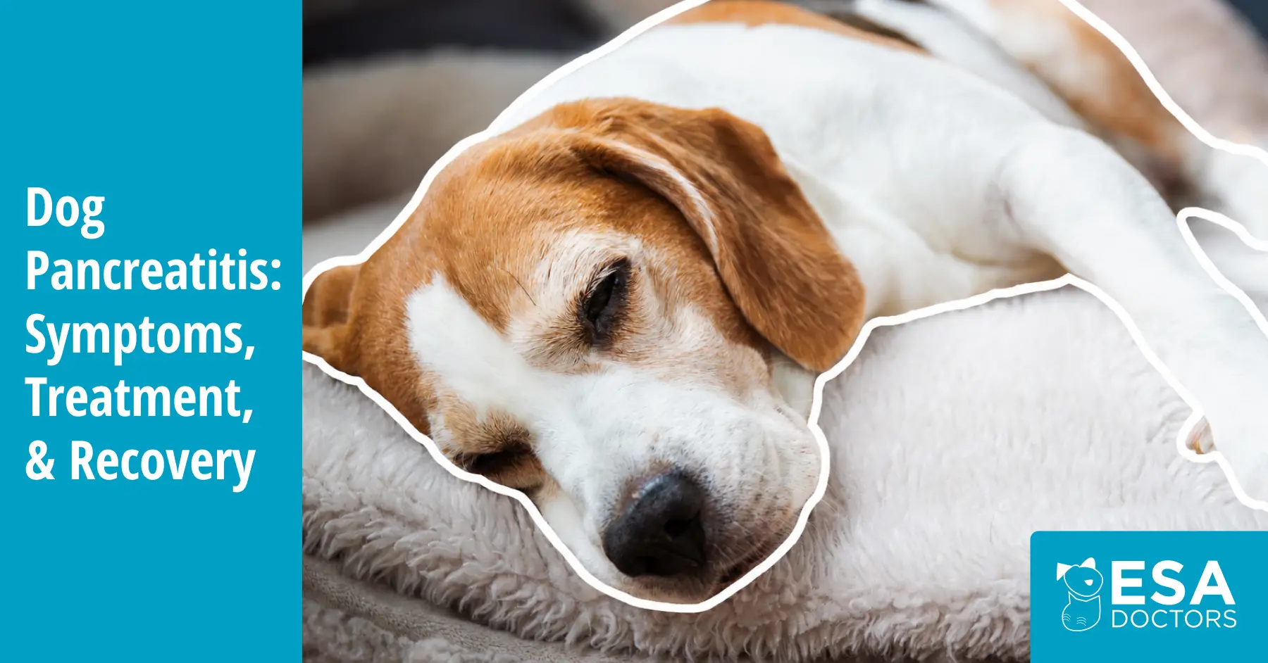 Pancreatitis in Dogs: Causes and Treatment