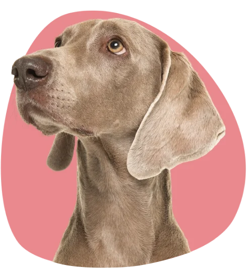 Get Your Psychiatric Service Dog Letter