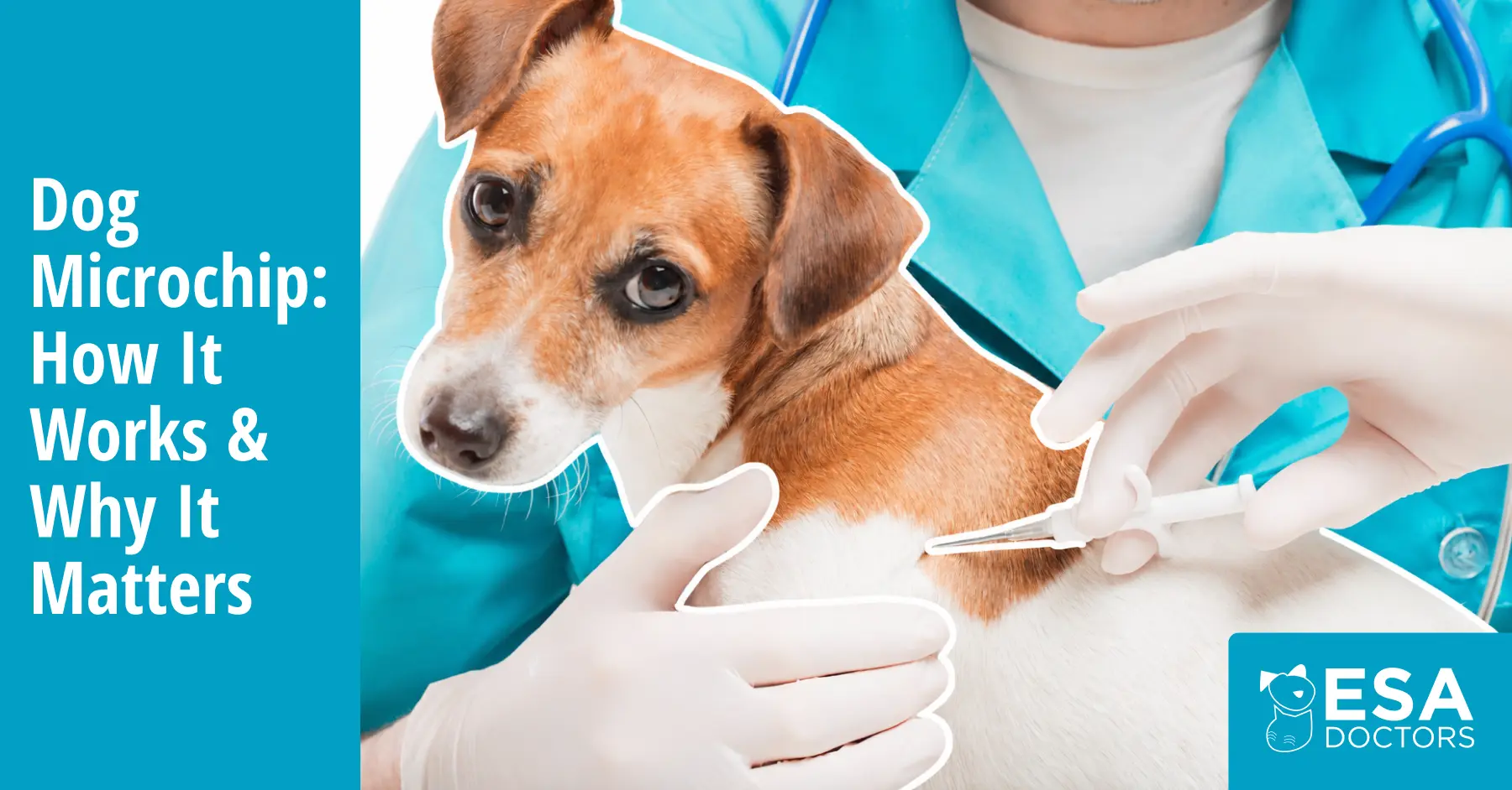 Dog Microchip Guide: Cost, Safety & Lookup