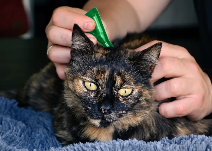 Frontline Plus for Cats: Uses, Dosage, Safety, and Side Effects