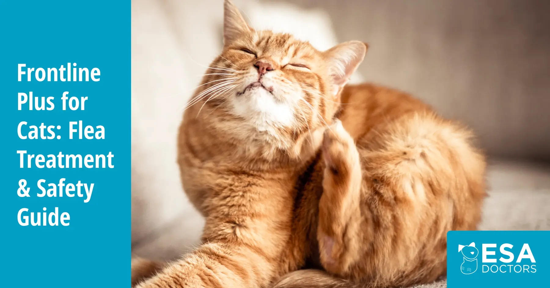 Frontline Plus for Cats: Uses, Dosage, Safety, and Side Effects