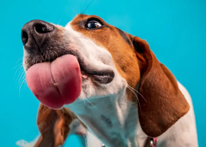 Why Do Dogs Lick You?