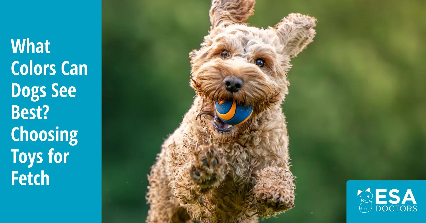 Best Colors for Dog Fetch Toys