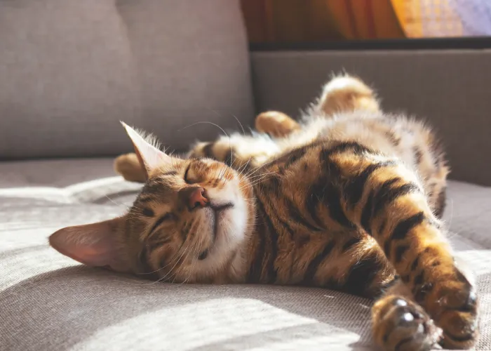 An ESA cat at home in Colorado